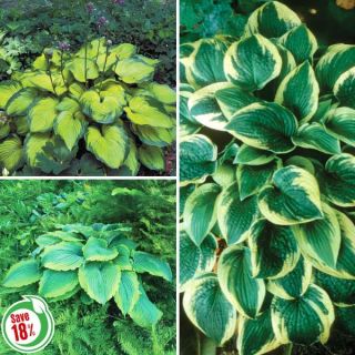 Hosta Collection 2 Thumbnail